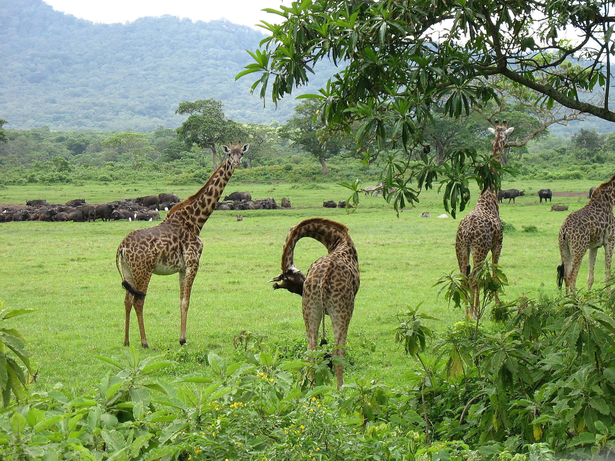 Day Tour Nairobi National Park | David Sheldrick | Giraffe Centre | Karen Blixen