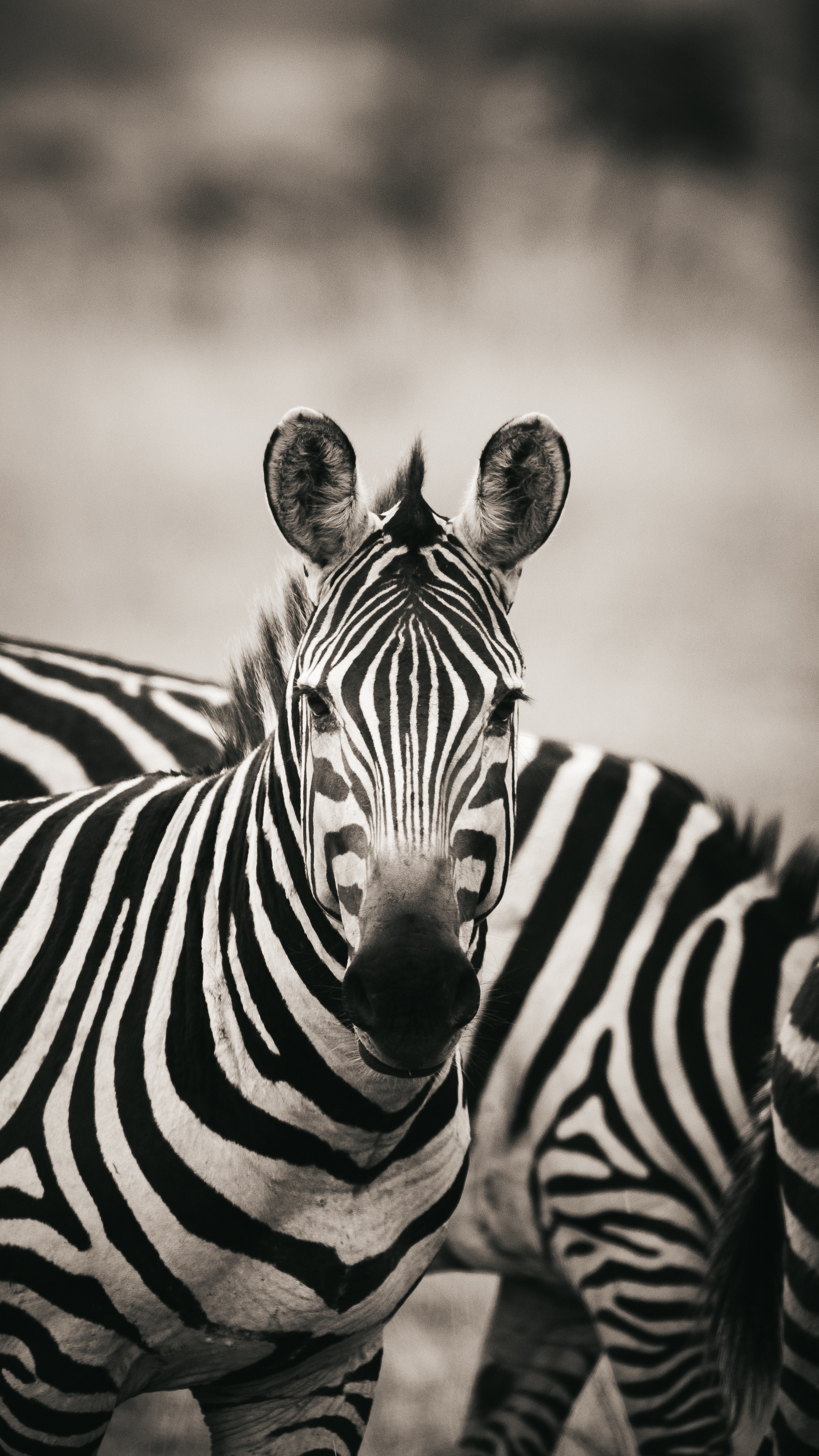 Amboseli Zebras