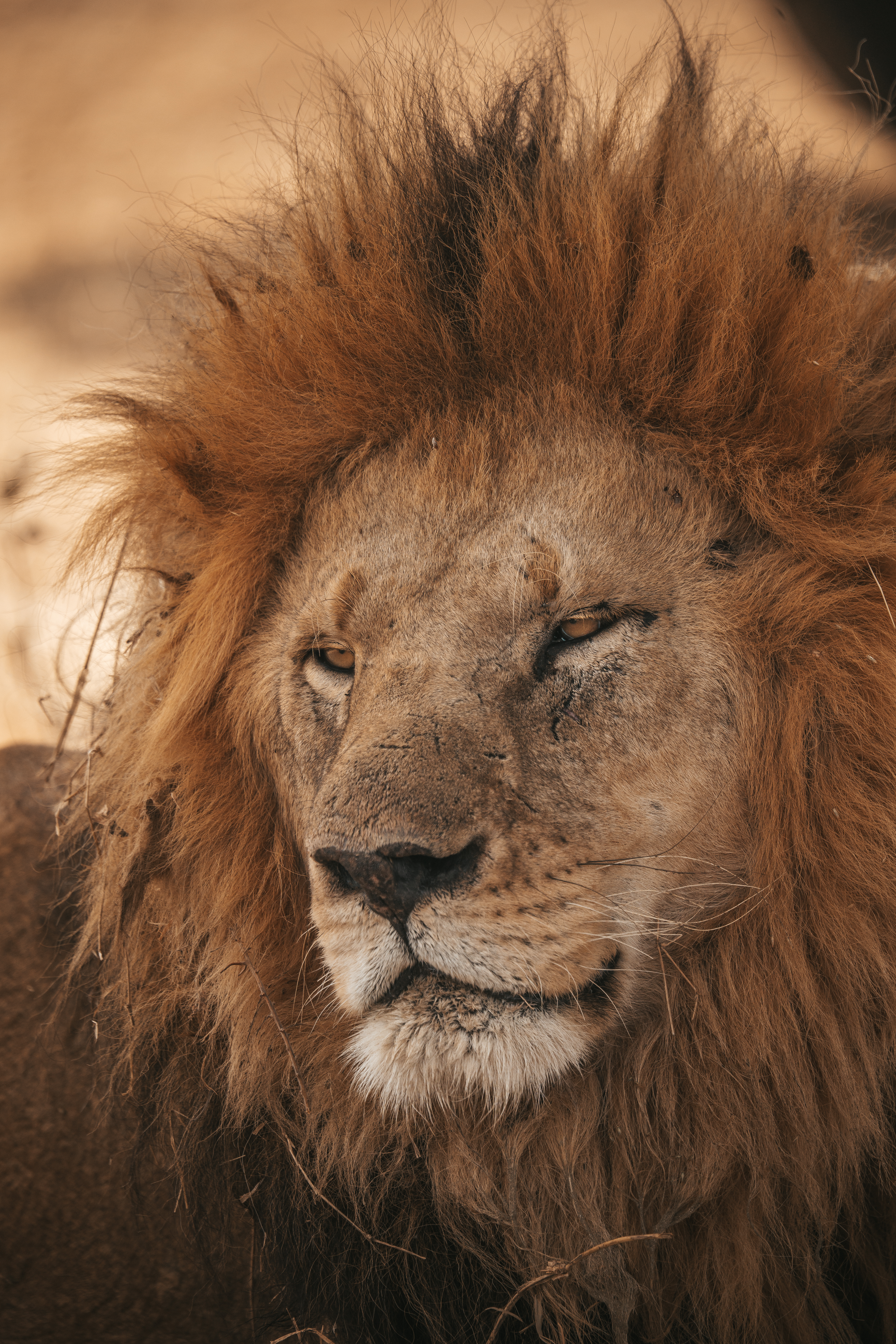Magical Kenya Masai Mara Lion