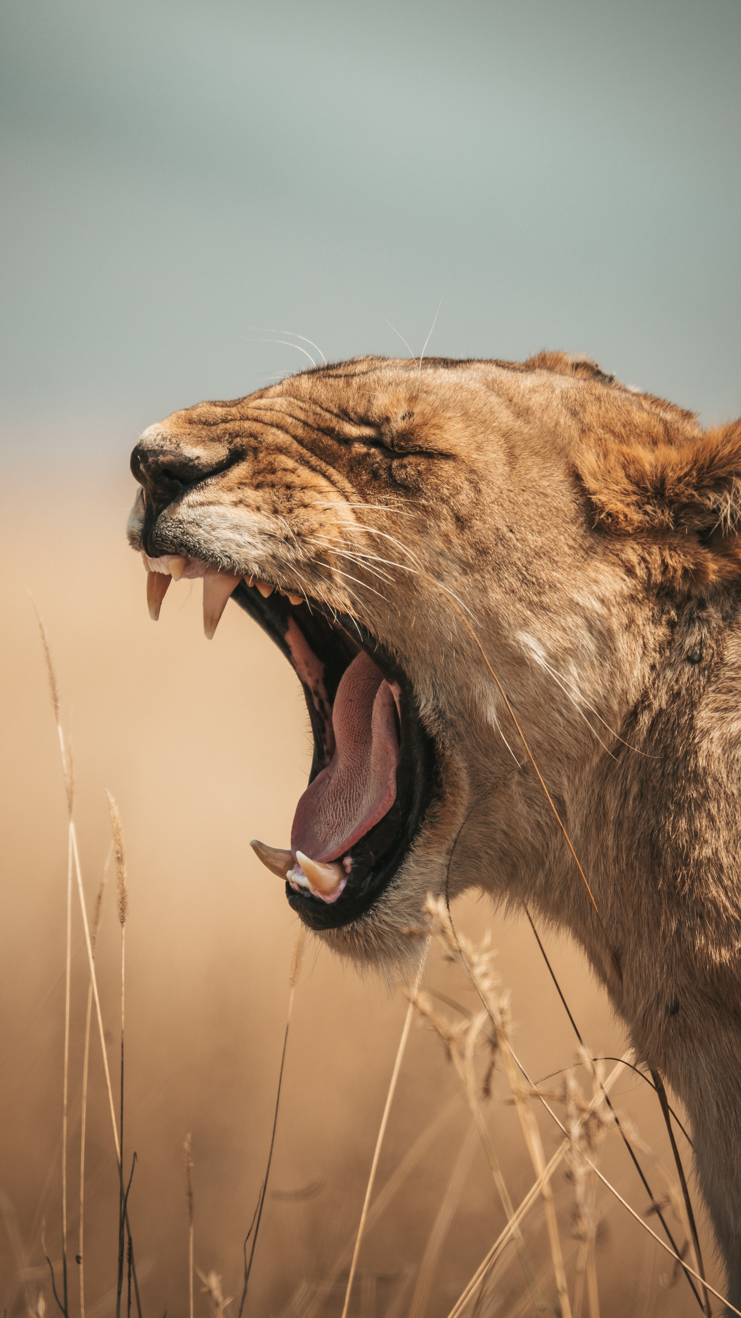 Mid-Range Tanzania Safaris Wildlife