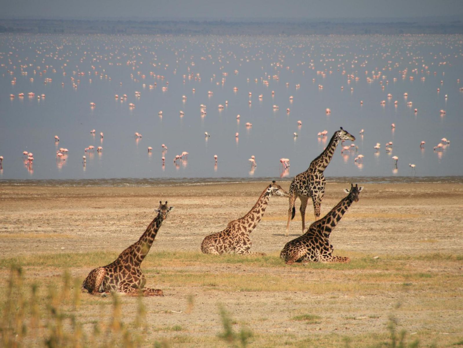 Discover Tanzania Camping Safari — 4 Days