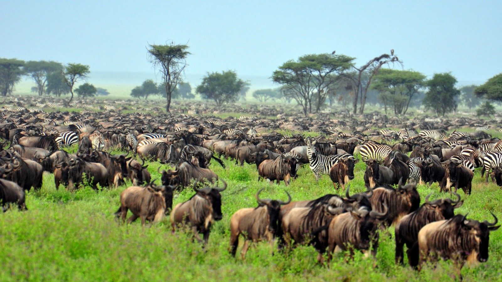 4-Day Fly-In Safari: Zanzibar to Serengeti, Ngorongoro Crater & Tarangire