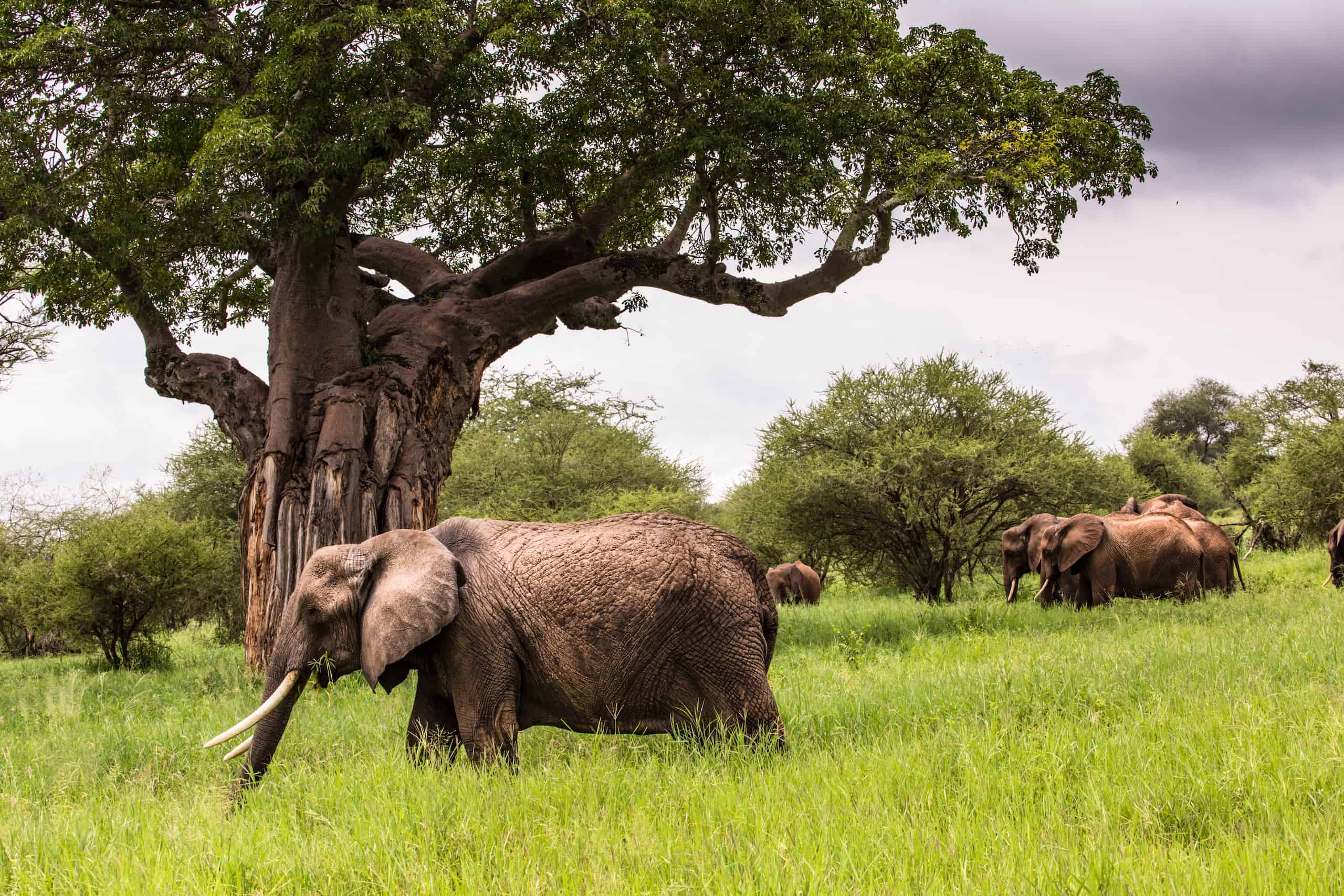 Impressive Tanzania Lodge Safari — 5 Days