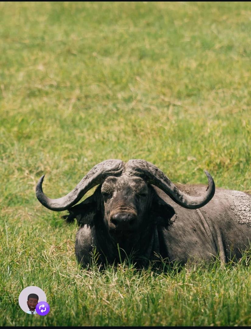 3 Days / 2 Nights Mikumi National Park Safari (Ferry & Train Adventure)