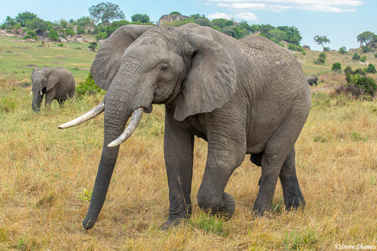 David Sheldrick Wildlife Trust 7 Nights 8 Days Safari — Elephant Orphanage & Big Five