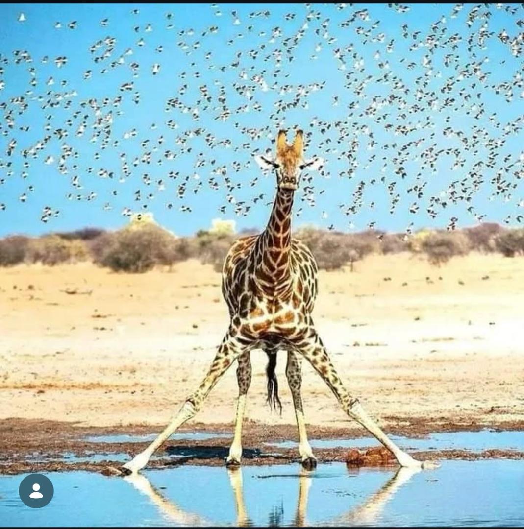 8 Days 7 Nights Nairobi | Aberdares | Samburu | Sweetwaters | Lake Nakuru | Masai Mara Safari