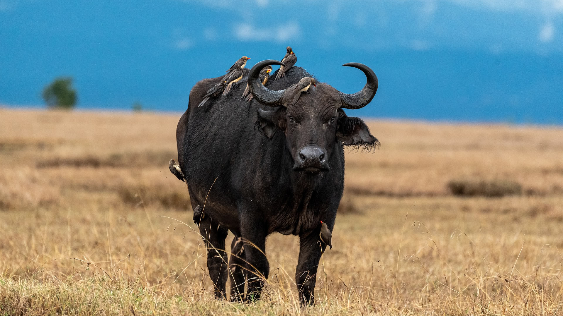 Selous (Nyerere National Park) Fly-In Safari — 1 Day