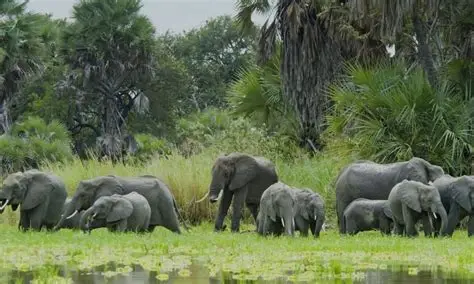 Selous (Nyerere National Park) Fly-In Safari — 2 Days / 1 Night