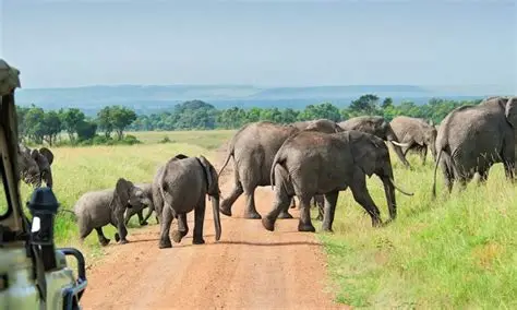 Selous (Nyerere National Park) Fly-In Safari — 3 Days / 2 Nights