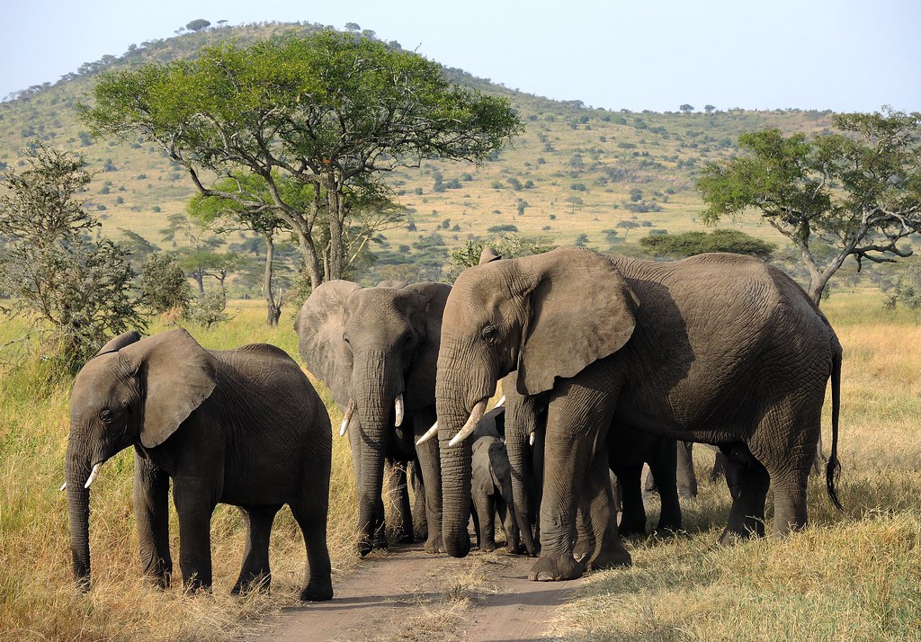 Pure Remoteness Mobile Explorer Safari — 6 Days