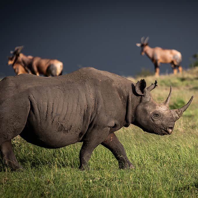 7 Days 6 Nights Nairobi | Amboseli | Lake Naivasha | Lake Nakuru | Masai Mara Safari